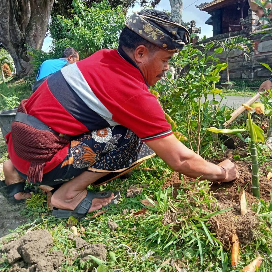 PENANAMAN BUNGA PUCUNG BANG