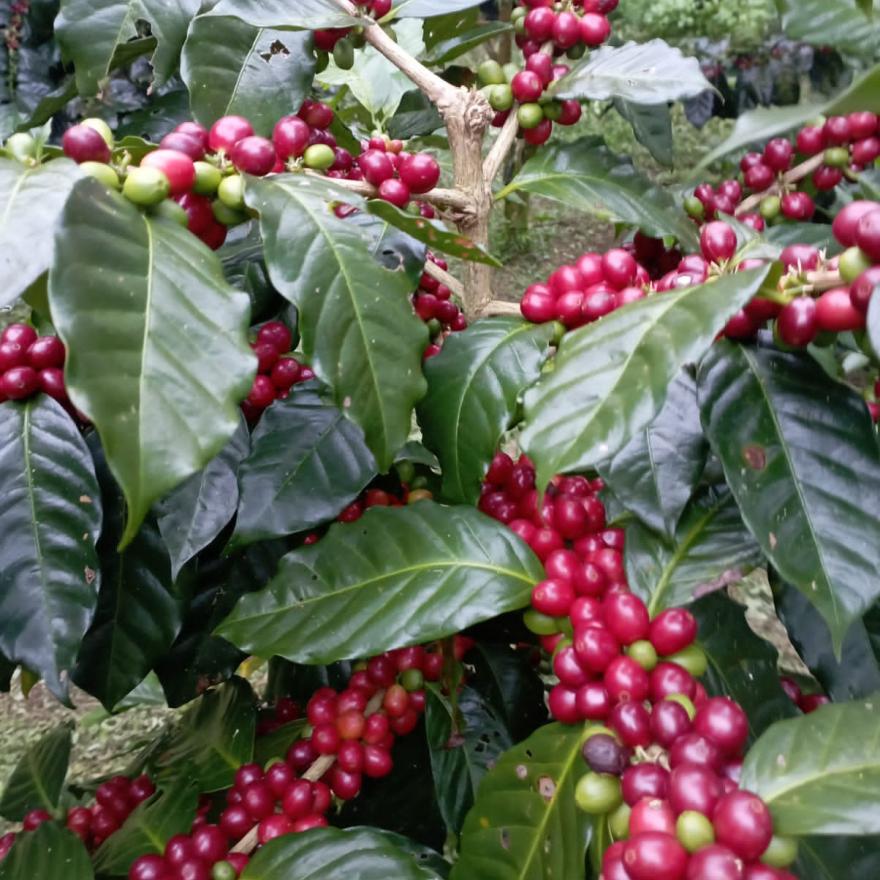 HARGA GELONDONG MERAH MELAMBUNG, PETANI KOPI SENYUM-SENYUM